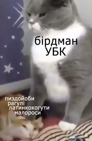 Котик.png