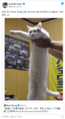 Некролог котика