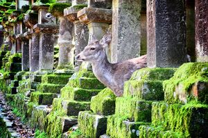 Deer in nara park.jpg