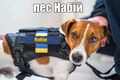 Пес Набій