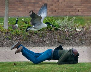 Gooseattack.jpg