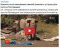 Свині тероризують Полтавщину