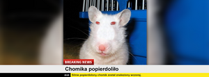 Properdolilo n.png