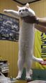 Кицик до подовження. Подовжений варіант сюди не вліз.