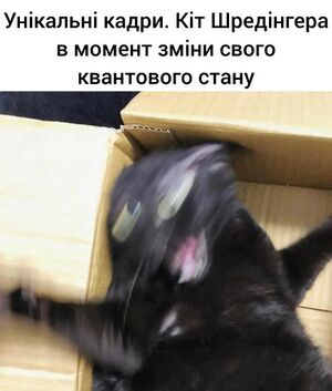 Кіт шредінгера 9.jpg
