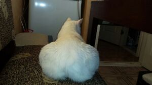Cat ass1.jpg