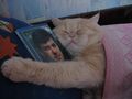 Свідомий кіт за Тягнибока