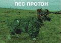 Пес Протон