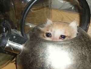 Kettle cat.jpg