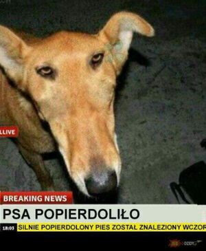 Properdolilo 3.jpg